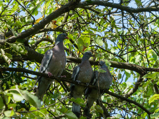 Three Pigeons Resting on a Tree Branch.