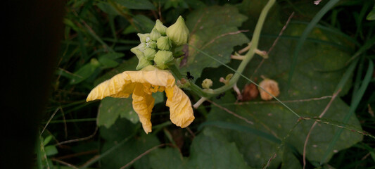 Close-up of a Yellow Flower and Green Buds on a Vine