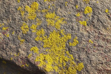 Close-up of rough gray rock surface, speckled with bright yellow and reddish lichen