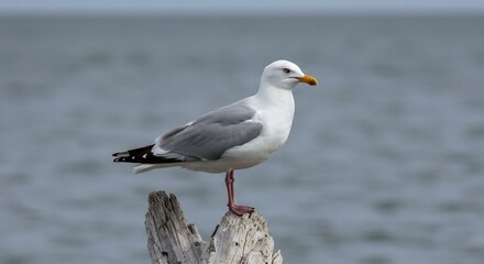 Elegant seagull calmly perched on weathered driftwood against a softly diffused ocean backdrop. AI Generated
