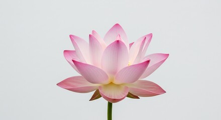 Pink lotus flower blossoms gently bathed in soft light. AI Generated