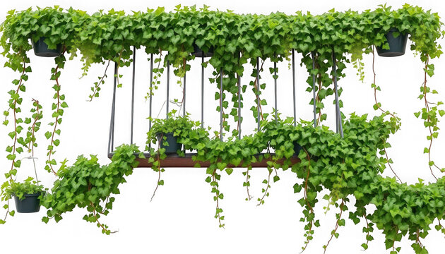 Hanging plants with green leaves cascading down from pots on a metal structure against black backdrop