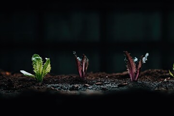 Close-up of young leafy plants in dark soil