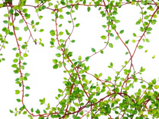 A close up view of a creeping wire vine with small green leaves and red stems on a black background