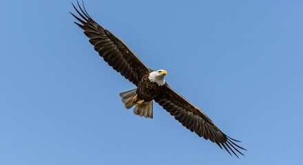 Obraz premium Majestic eagle soars effortlessly against a vibrant blue sky. AI Generated