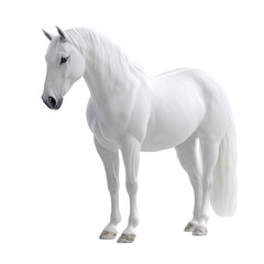 A white horse with a long mane stands upright, showing its pure and elegant appearance.
