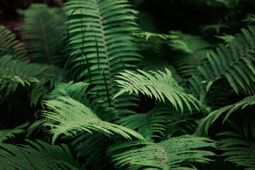 A dense patch of ferns showcases their vibrant green fronds under the dappled sunlight filtering through the forest canopy in late spring