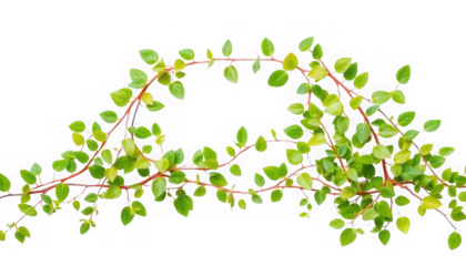 Close up of creeping wire vine with small round green leaves and red stems on a black background