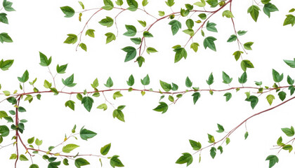 A botanical illustration featuring climbing vines with green leaves on a black background art design