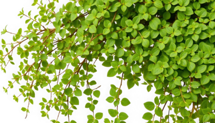 Close up view of creeping jenny plant with small round leaves against a black background space filler