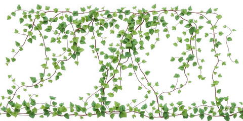 A decorative frame of trailing vines with small green leaves on a transparent black background image design
