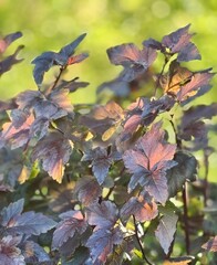 Green Burgundy Leaves On Branch Autumn Macro