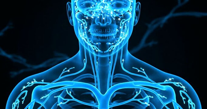 Human Lymphatic System Anatomy.