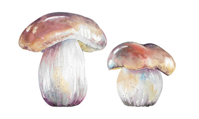 Fototapeta premium Mushroom porcini hand drawn watercolor illustration isolated on white background. Colorful forest edible boletus set with brown cap for recipes, packaging, autumn, festive, harvest, food design