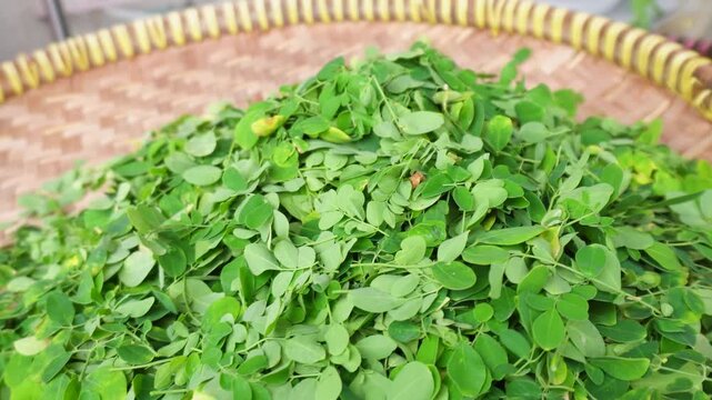 Moringa tree with green leaves, known as a superfood plant rich in nutrition, used for traditional medicine and sustainable living.