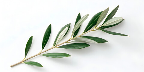 Fototapeta premium Single olive branch with delicate shadow isolated on white background in eco botanical design