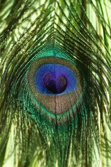 Obraz premium Detailed Close-Up of Vibrant Peacock Feather. A Symphony of Colors and Textures with Bright Sun.