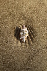 Seashell on Golden Sand in Sunlight. Perfect for Summer Vacation and Coastal Themes Photography.