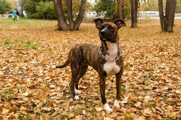 Brindle Dog Standing Proudly in a Park Amidst Autumn Leaves, Perfect for Pet-Related Projects.