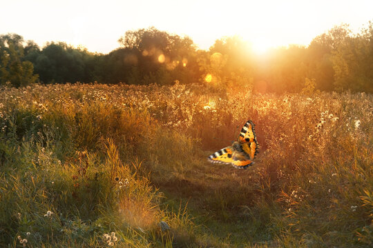 fly butterfly on golden dry grass meadow, sunny nature abstract background. atmosphere nature harmony peaceful landscape. summer end or begining autumn season. Beautiful grassland of sunset.