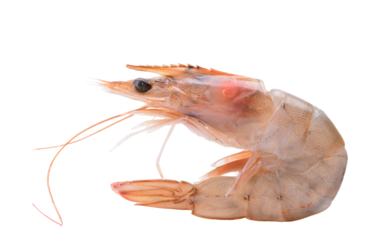 Fresh shrimp isolated on white