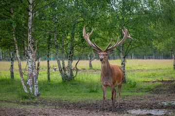 A male red deer with huge horns on a summer day
