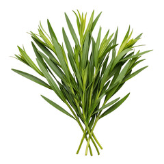 Fototapeta premium Fresh green tarragon herb sprigs isolated on white background