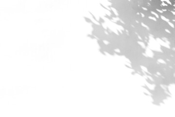 shadow overlay effect of natural tree leaves shadow over on white wall background,realistic summer sunlight abstract shadow overlay,tree leaves shadow	