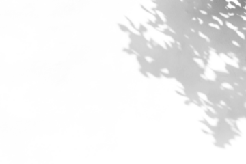 shadow overlay effect of natural tree leaves shadow over on white wall background,realistic summer sunlight abstract shadow overlay,tree leaves shadow	