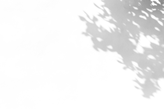 shadow overlay effect of natural tree leaves shadow over on white wall background,realistic summer sunlight abstract shadow overlay,tree leaves shadow	