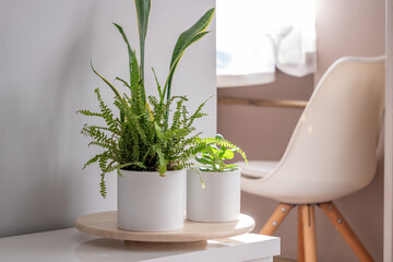 Green fern and jade plant in white pots on wooden tray, bright interior with natural light, showcasing modern design and tranquility in home decor