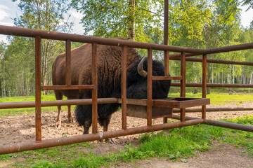 European bison eats from a feeding trough