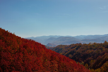 Autumn colored trees and countryside landscape scenery.