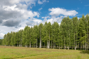 A summer landscape with a birch grove on the edge of an agricultural field