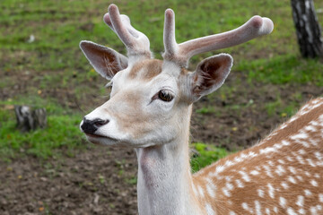 Portrait of a male spotted deer in a birch grove on a summer day