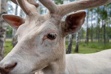 Portrait of a male spotted deer in a birch grove on a summer day