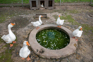 Geese around a small pool on a poultry farm