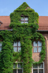 Facade of Old Town Hall overgrown with climbing vines above entrance to Museum, Torun, Poland