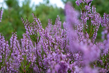 Obraz premium Purple wildflowers bloom softly in a lush meadow, showcasing delicate petals and vibrant colors, creating a serene and tranquil natural landscape