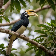 Oriental pied hornbill perched on a tree branch in a forest