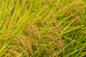 収穫間近の稲穂

