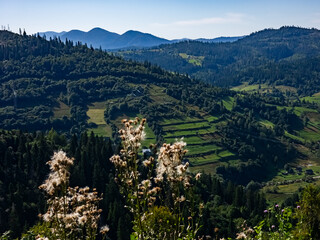 Obraz premium Bright purple fireweed flowers with a mountain valley backdrop, perfect for eco-tourism ads, nature wellness campaigns, and outdoor recreation promotions.