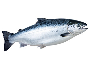 Obraz premium Minimal Silver Salmon – Studio Product Style