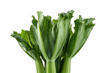 Fresh onion greens shown in curved botanical arrangement view