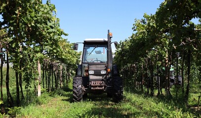 Fototapeta premium Orchard tractor inside a row of vineyard during the grape harvest in early autumn.