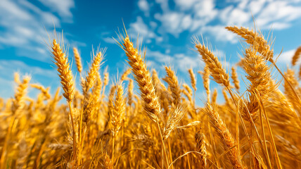 Fototapeta premium Golden Wheat Field Against Blue Sky Agriculture Harvest Farmland Grain Nature