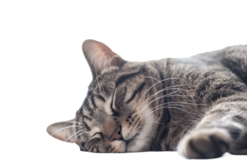 Gray striped cat peacefully sleeping curled up on soft surface