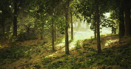 Sunlight breaks through the canopy, casting gentle light on the forest floor in a serene woodland area. Lush greenery surrounds the peaceful landscape, creating a sense of calm.