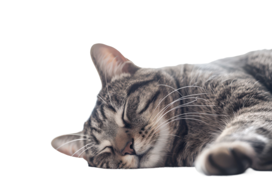 Gray striped cat peacefully sleeping curled up on soft surface