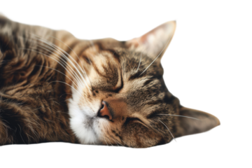 Cat lying comfortably with eyes closed in relaxed front view